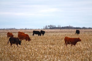 5 questions to ask before grazing corn stalk residue