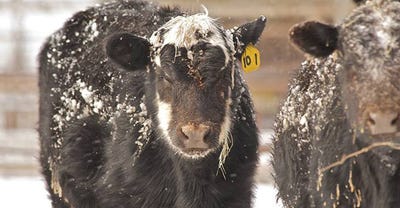todd-johnson-osu-2020_snow-cattle-ice730.jpg