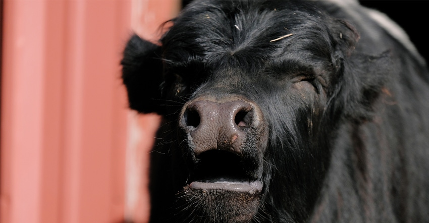 Closeup of calf