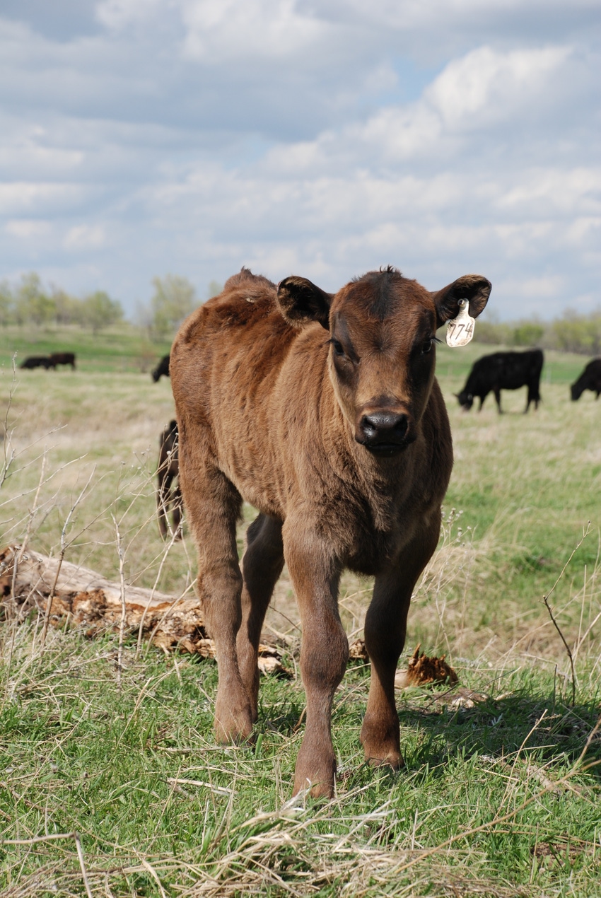 4 Things To Keep In Mind About Calf Scours