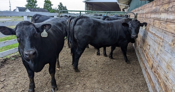 Performance of beef x Holstein steers superior to straight-bred Holsteins