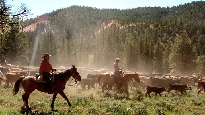 Farmers renew call to end increased beef imports