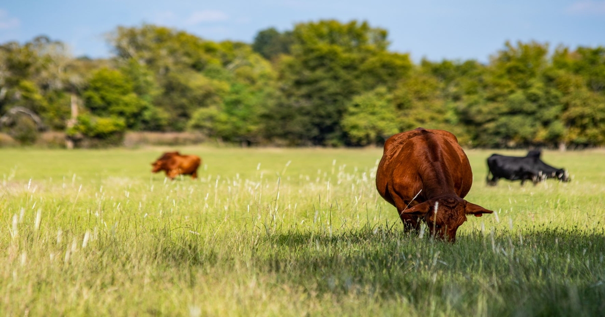 CattleCon24 to showcase sustainability efforts
