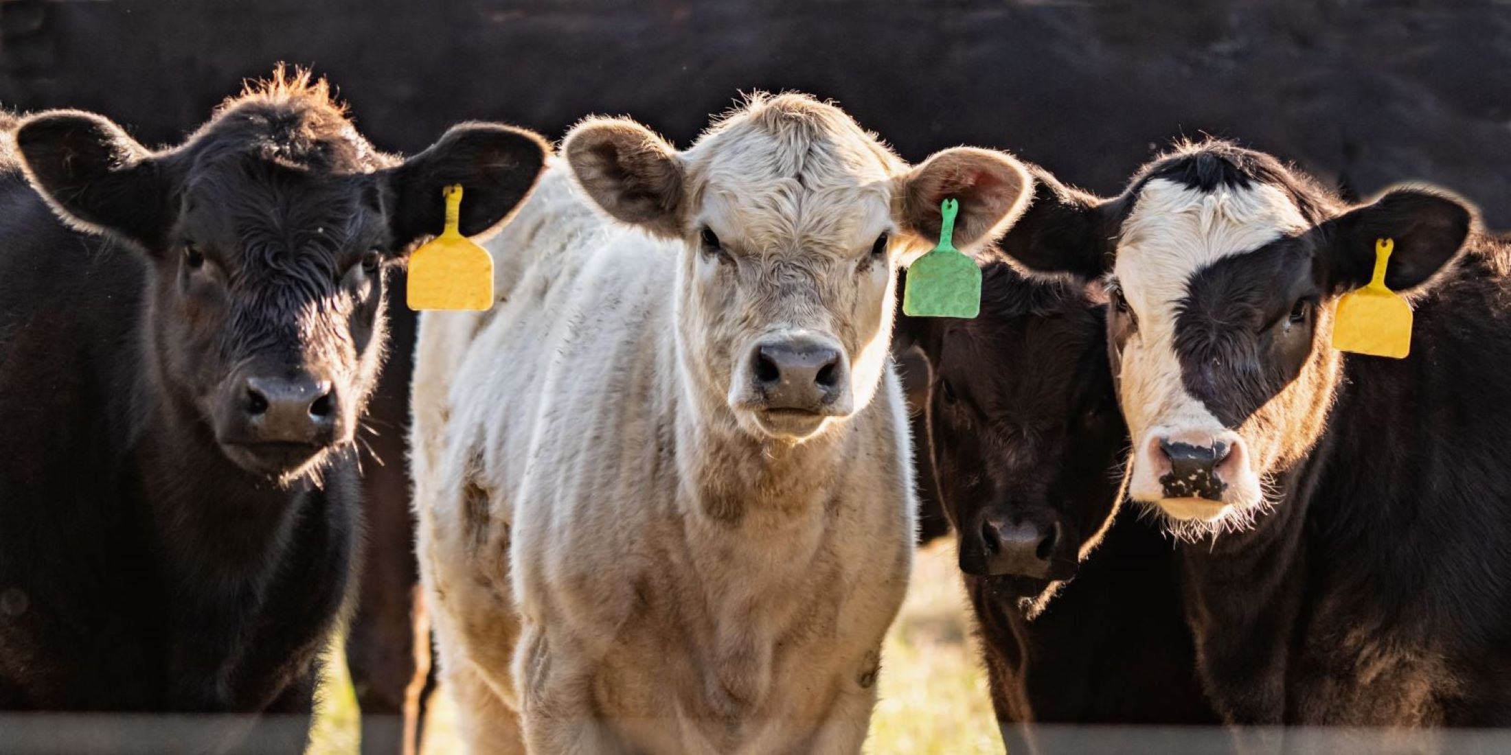 Preconditioning Calves: Is It the Right Choice?