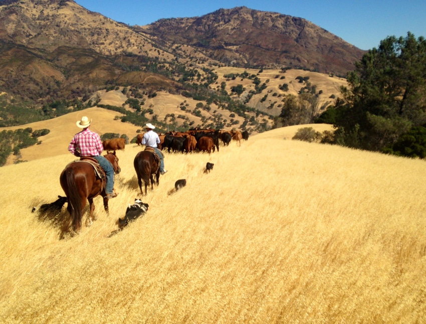 Ranchers moving cattle