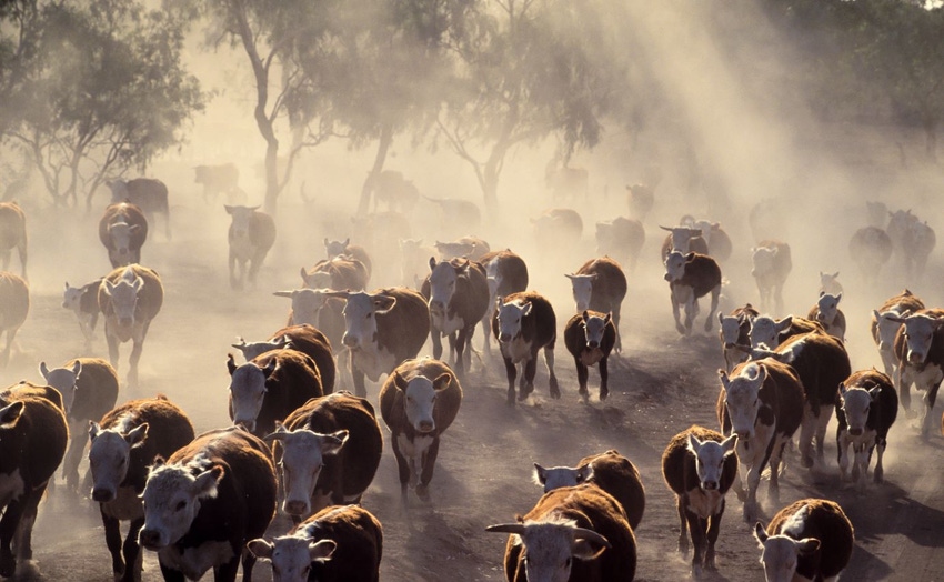 cows in drought1.jpg cows in drought1.jpg