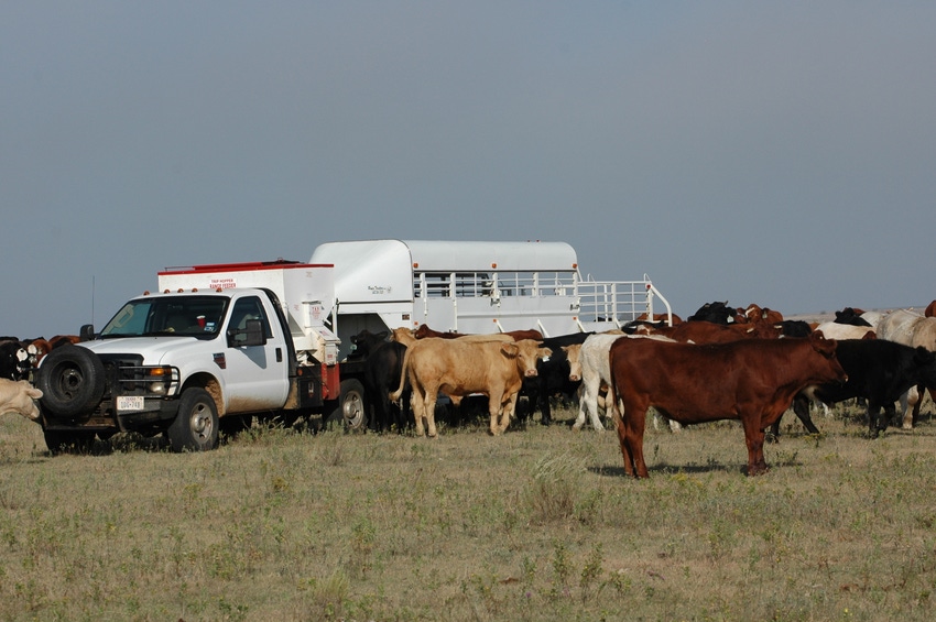 livestock trailer purchase