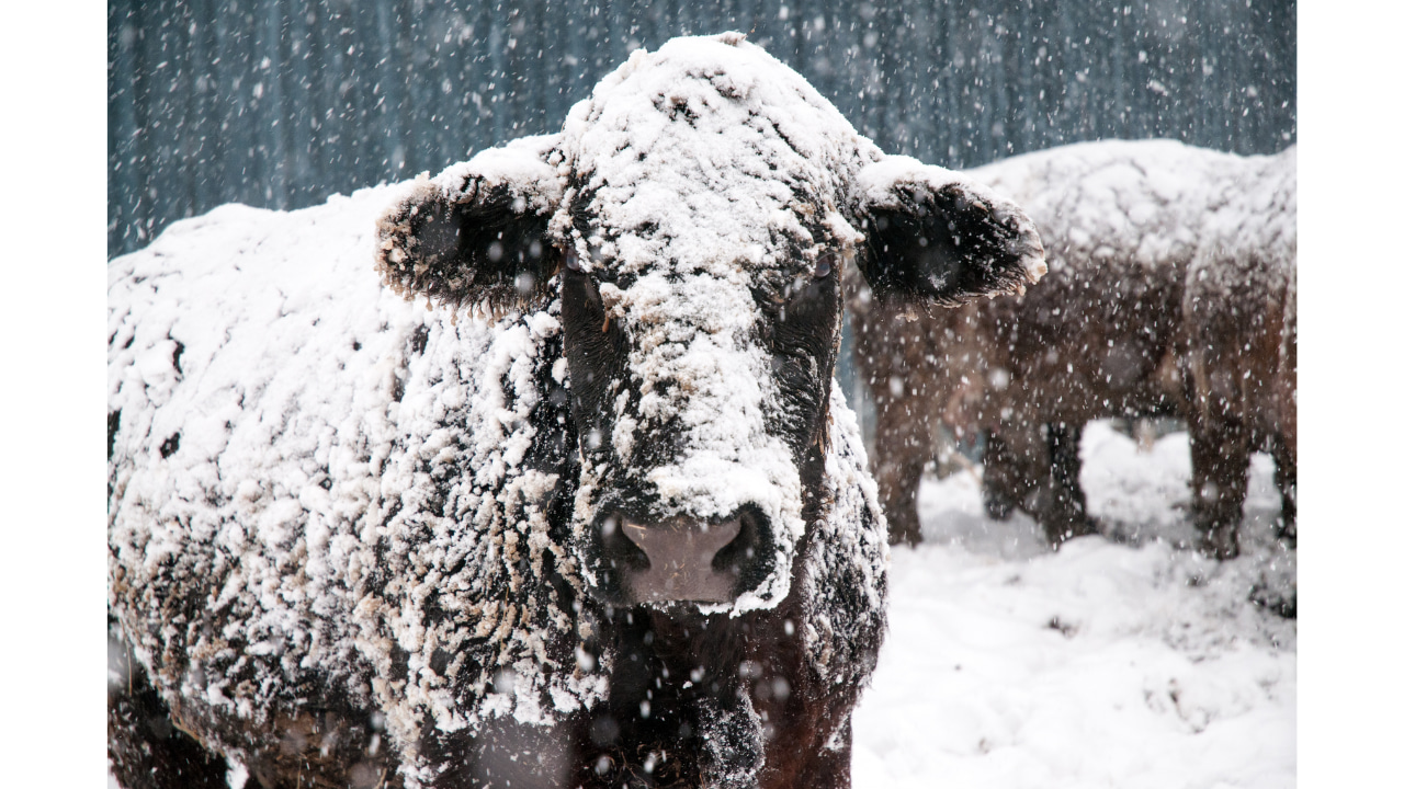 Cattle care during prolonged extreme cold