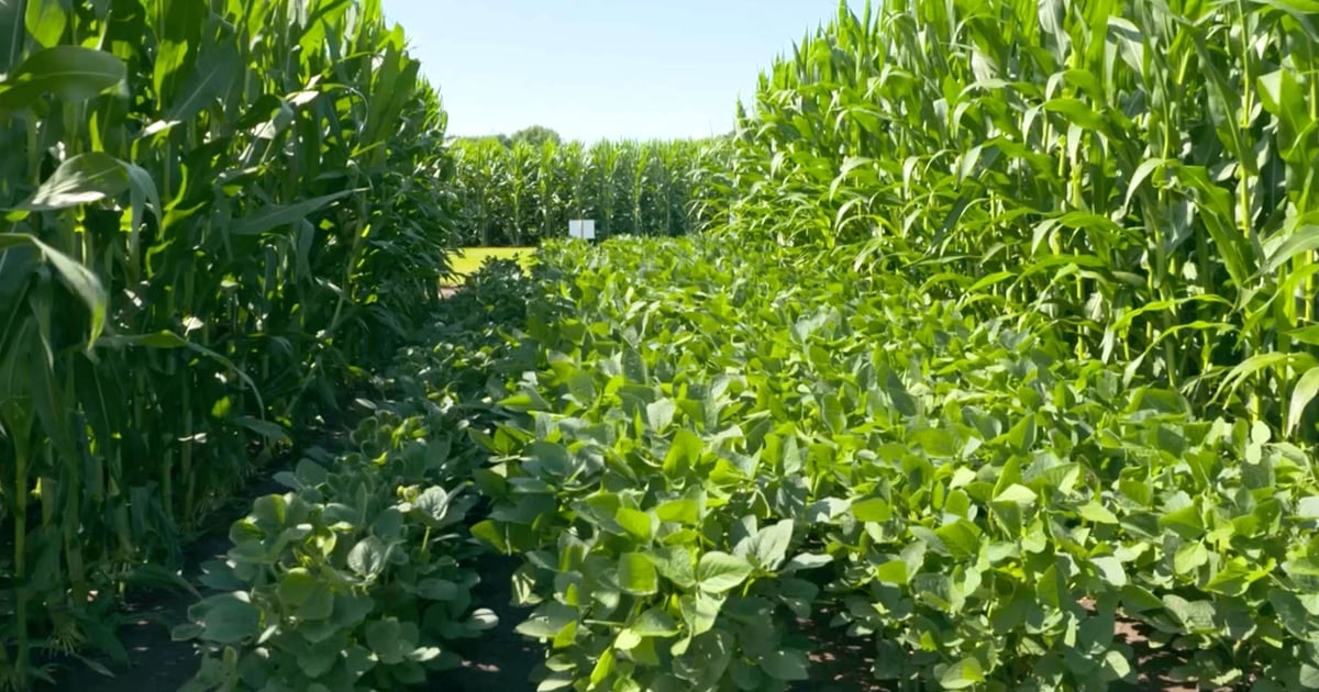 This Week in Agribusiness, July 18, 2026