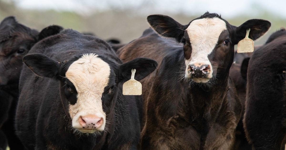 Supplement delivery methods for weaned calves