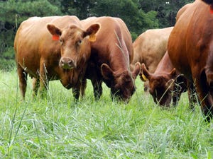 A cattle supplement strategy for post breeding