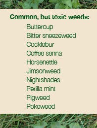 common, but toxic weeds to cattle