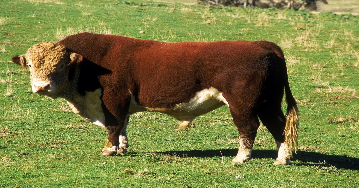 Spring 2023 - What&rsquo;s a good bull worth?