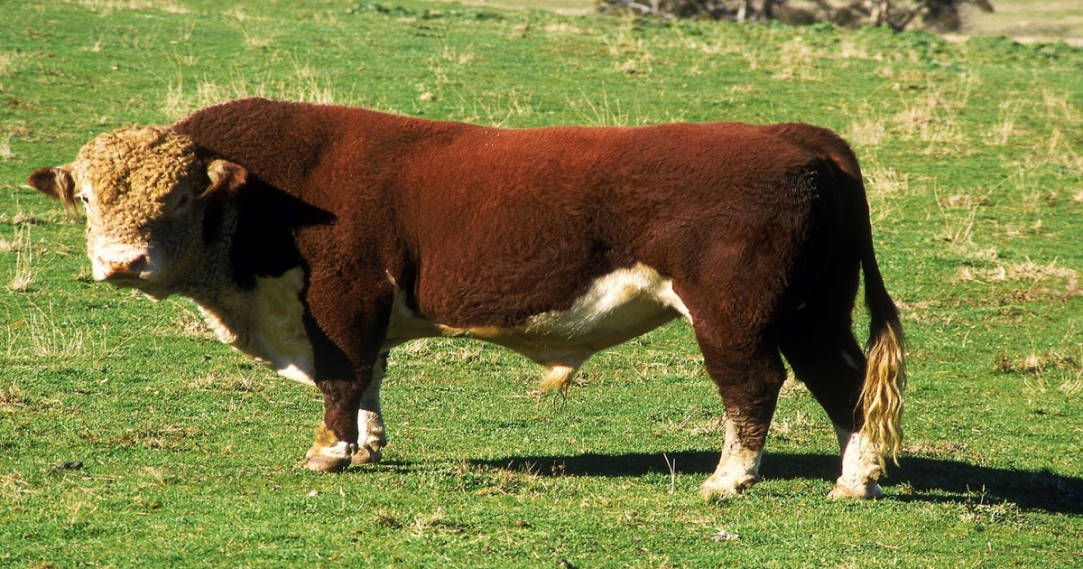 Spring 2023 - What’s a good bull worth?