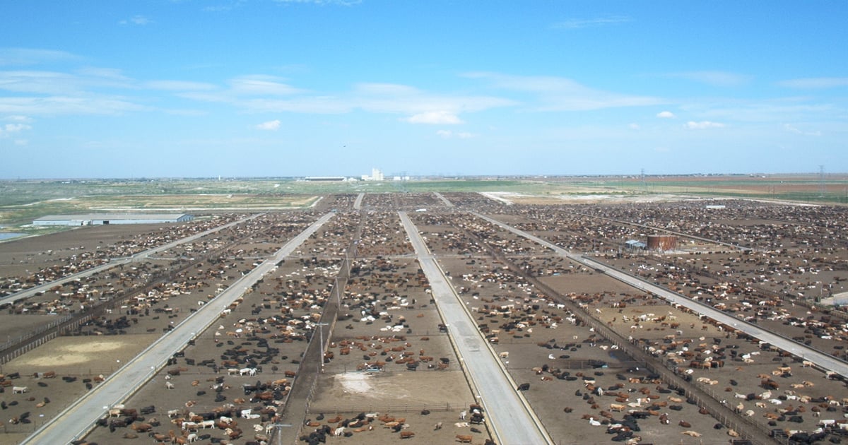 Lubbock Feeders set to close