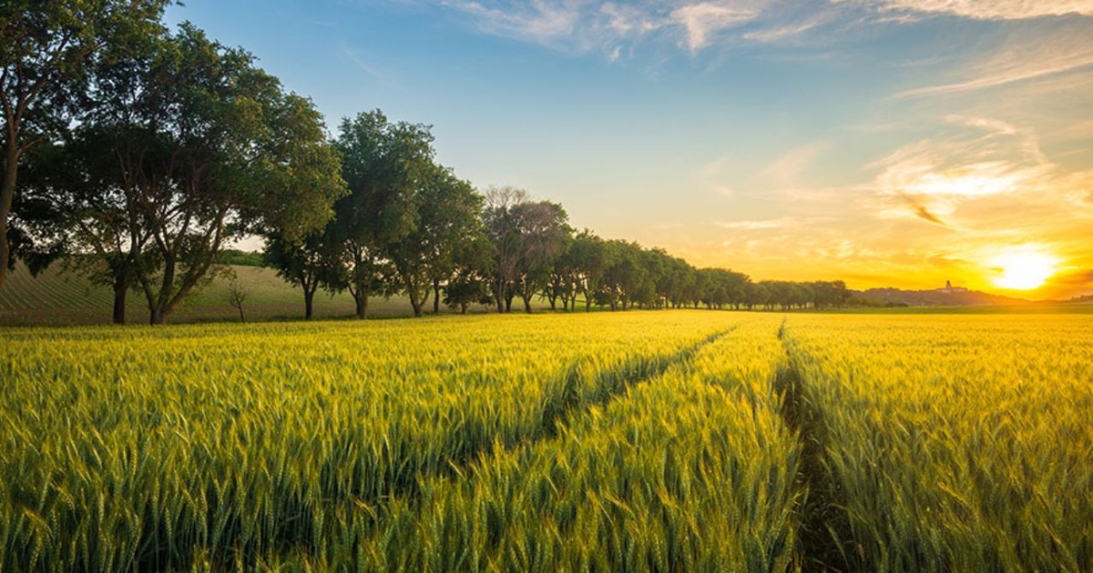 Understanding forage value of Kansas CRP grasslands