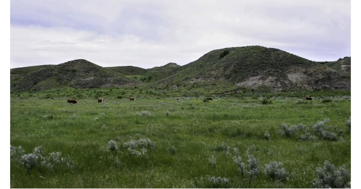 Overlooked decline in grazing livestock brings risks and opportunities