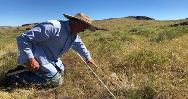 Managing Medusahead grass with cattle