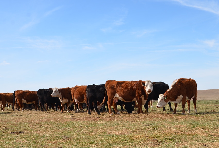 Burke Teichert: More “what If” questions on profitable ranch management Burke Teichert: More “what If” questions on profitable ranch management