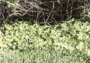 Burdock004.png Burdock004.png