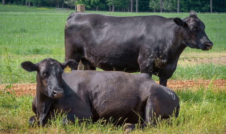 USDA updates cash cattle market reports to advance transparency