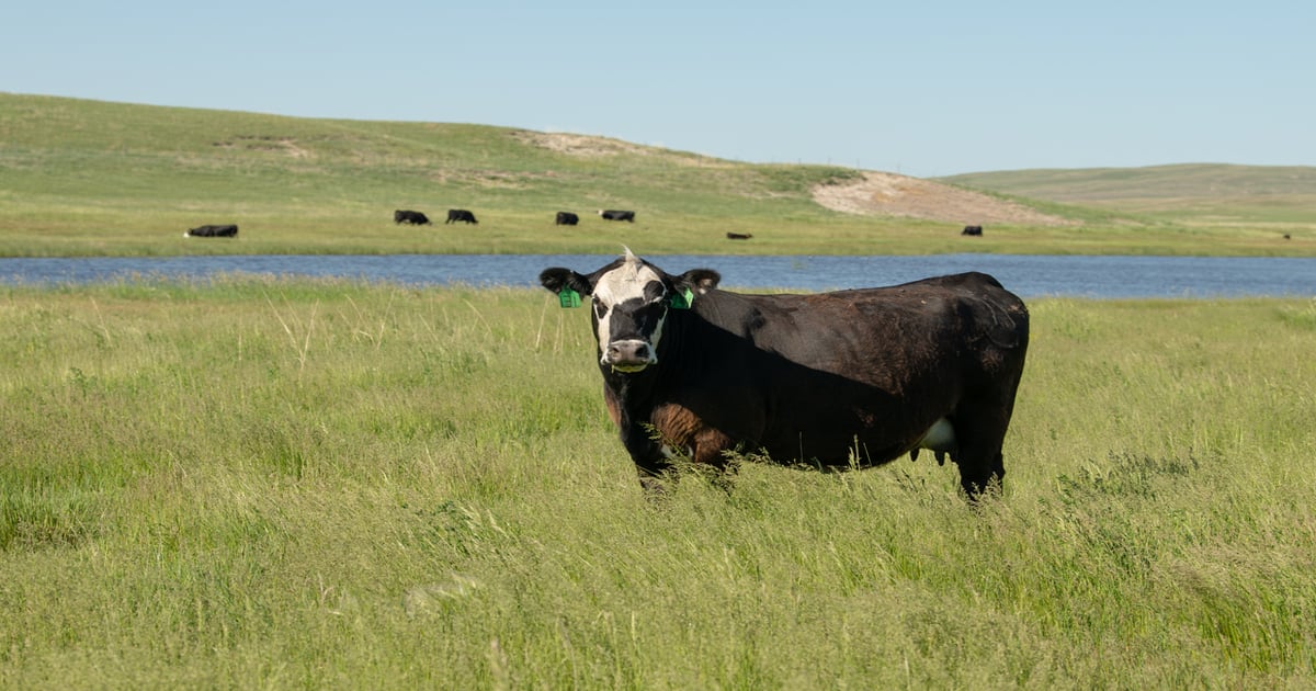 Will you capitalize on increasing cow value?