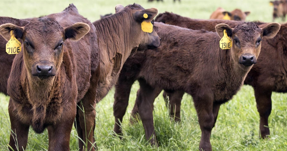 Cow-calf producers: Are you on offense or defense in 2024?