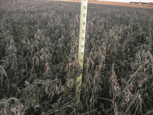 frost whilted grass causes cattle bloat