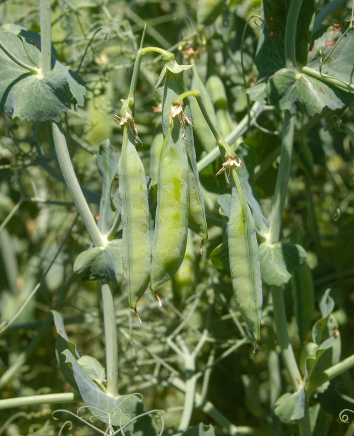 Closeup of a field pea