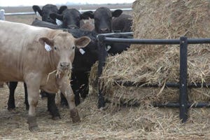 Will preconditioning your calves pay less this fall?
