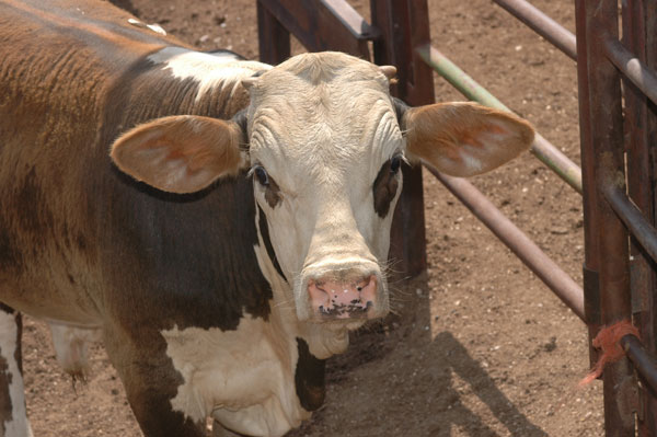Weaned feeder calf