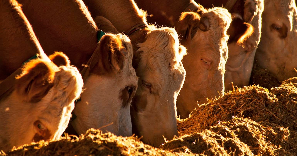 Cattlemen's Beef Board membership to decrease by 1