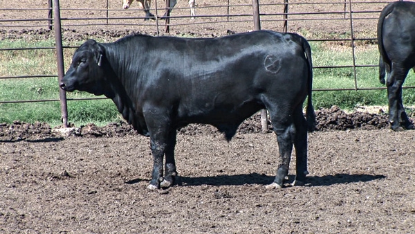 What Do The Results Of The 2014 BEEF Efficiency & Profitability Contest Teach Us?