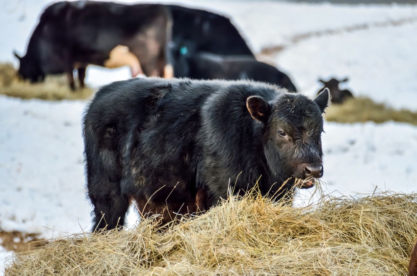 Getty Images Black calf hay winter.jpeg