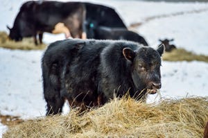 Getty Images Black calf hay winter.jpeg