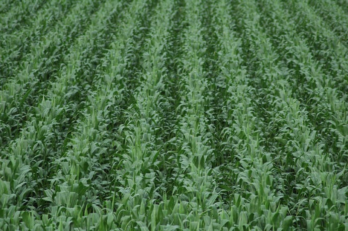 corn-production-csd.jpg