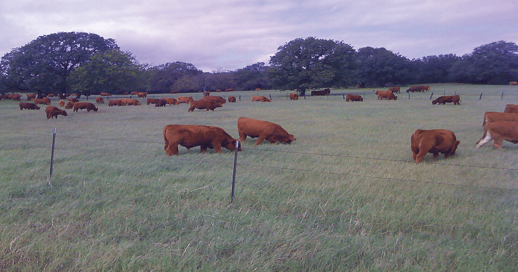 Tag Price Increases - July 1, 2023 - Red Angus