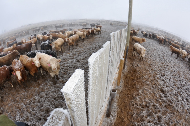 Winter feedlot cattle