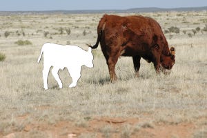 Solving Pregnancy Loss In Cattle