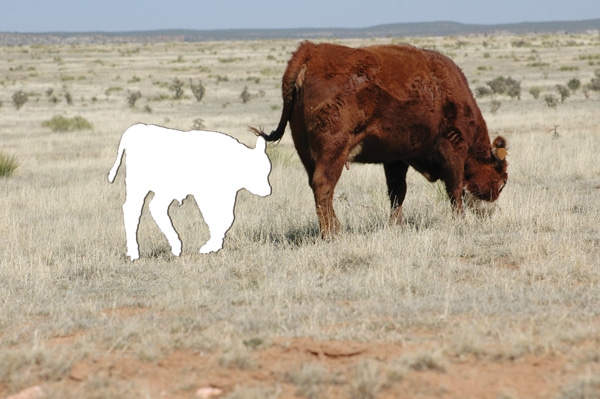 Solving Pregnancy Loss In Cattle