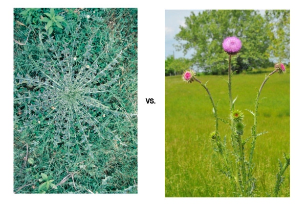 Which Thistle Do You Spray For Best Return On Investment?