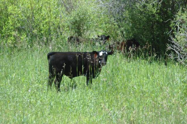 USDA pegs July 1 cattle inventory 2% higher