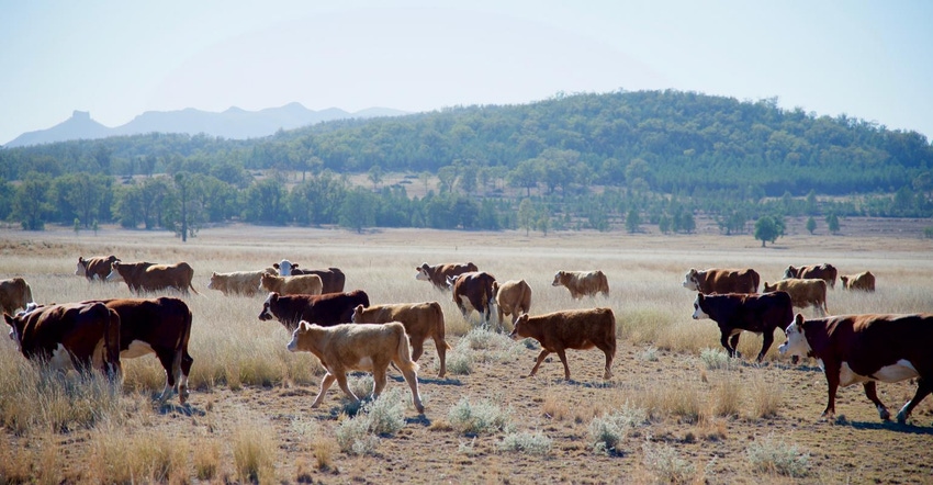 cows in drought4_0.jpg