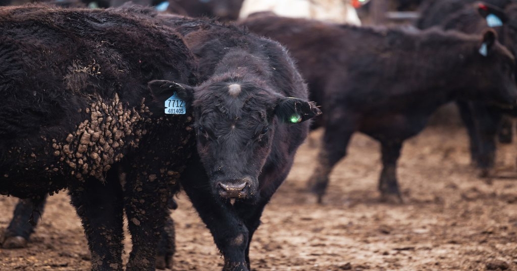 HerdDogg closes $6m funding round as sales of its "Fitbit for Cows" double