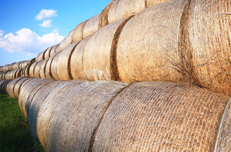 Grain prices down—hay prices up