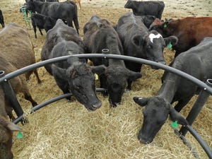Is production efficiency the answer to falling cattle prices?