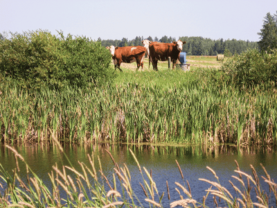 Rosemary-Brown-cows-using-nose-pump-in-summer.png Rosemary-Brown-cows-using-nose-pump-in-summer.png
