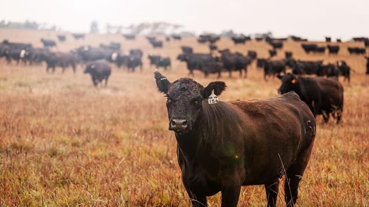 What this summer’s heat could mean for cow pregnancy rates