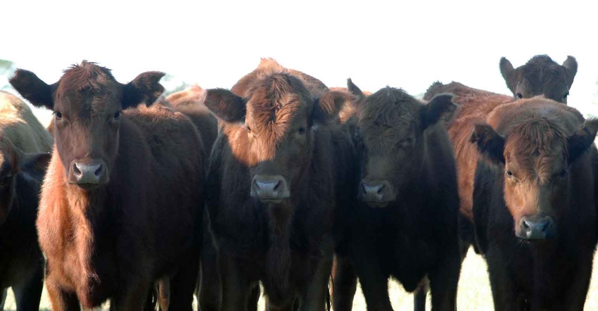 cattle-feed-2-a.jpg cattle-feed-2-a.jpg