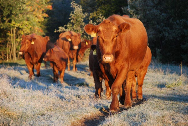 5 Trending Headlines: Implications of China’s beef announcement; PLUS: Protect fall pastures